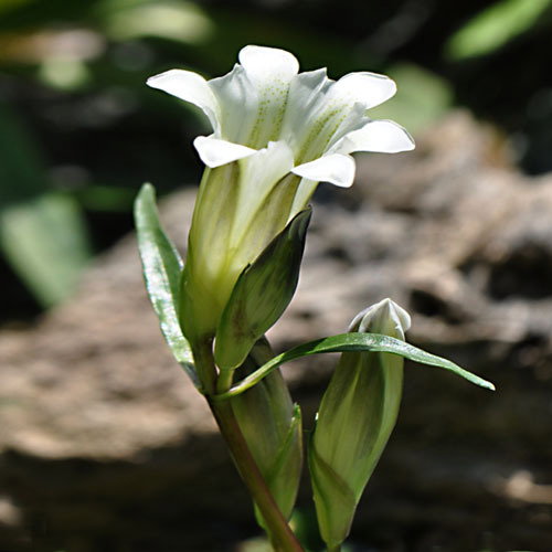 Gentianastraminea