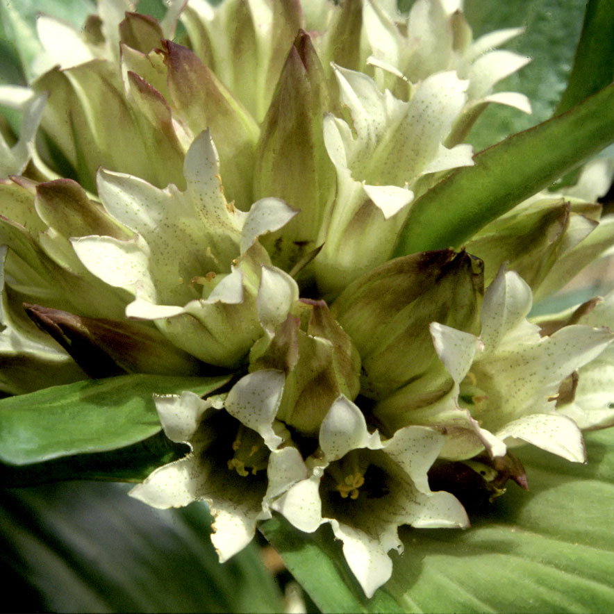 Gentiana Tibetica