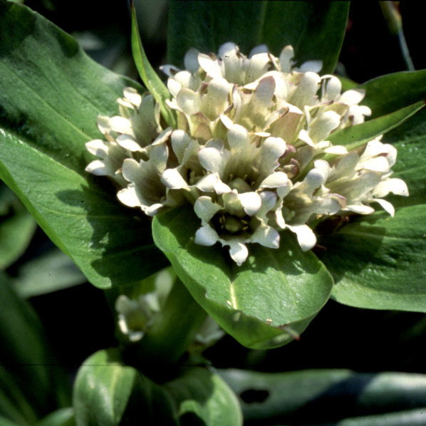 Gentiana Tibetica