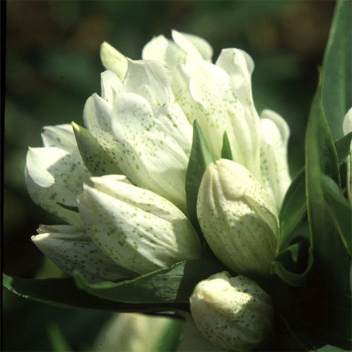 Gentiana Triflora Alba
