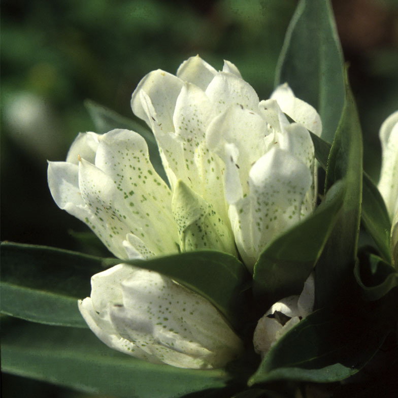 Gentiana Triflora Alba