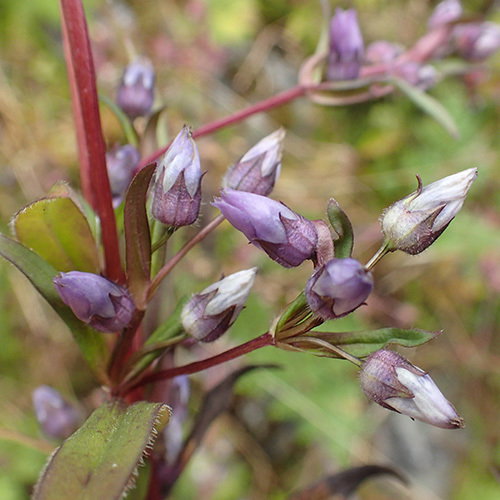 Gentianella Bvh24
