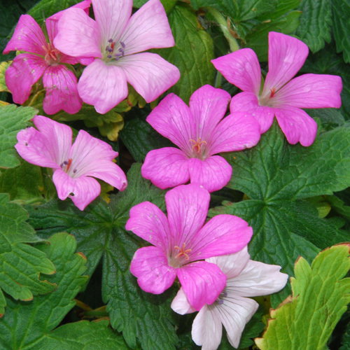 Geranium Endressii