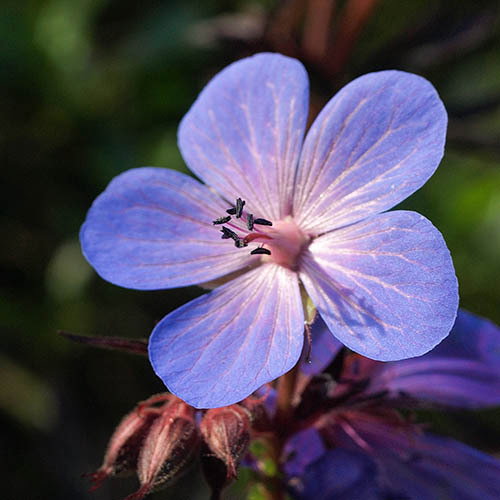 Geranium Himalayense