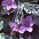 Geranium Jester S Jacket