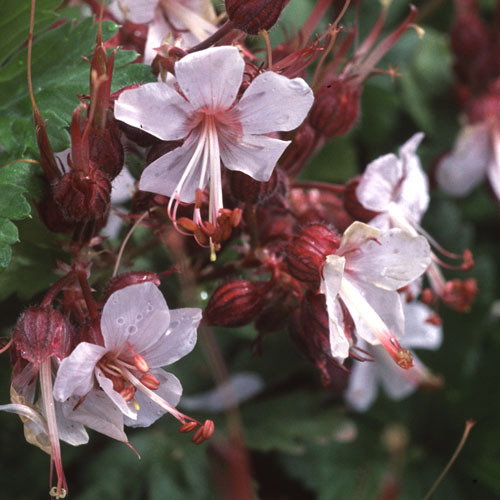 Geranium Macrorrhizum Album