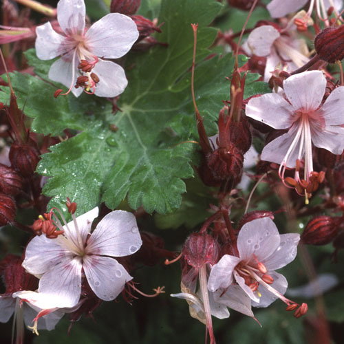 Geranium Macrorrhizum Album