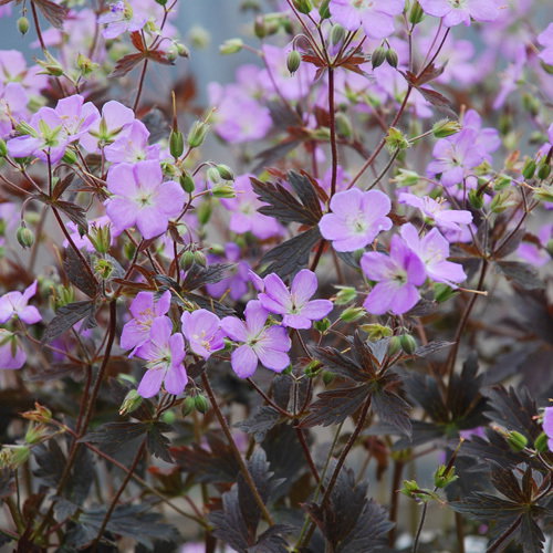 Geranium Choc Leaf