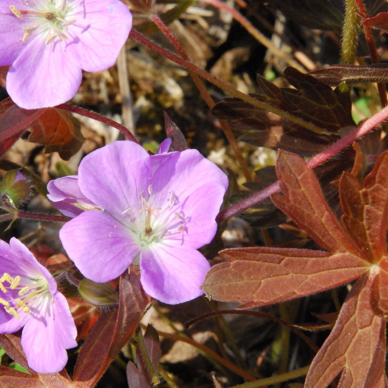 Geranium Maculatum Choc Leaf