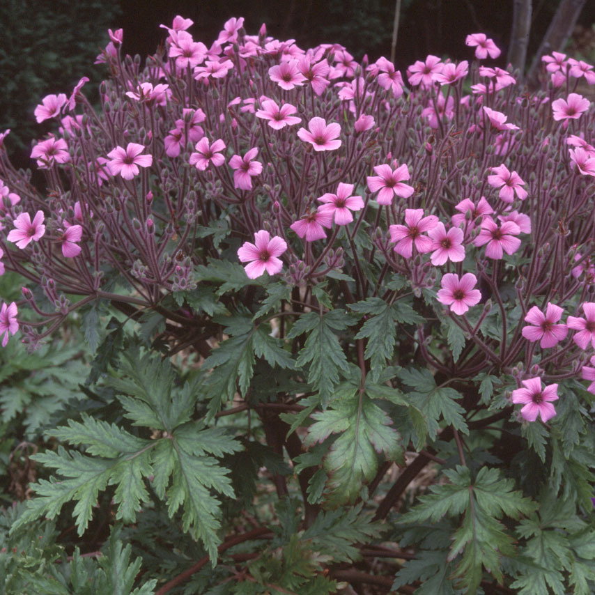 Geranium Maderense S