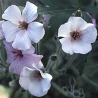 Geranium Maderense Guernsey White