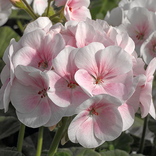 Geranium Maverick Appleblossom