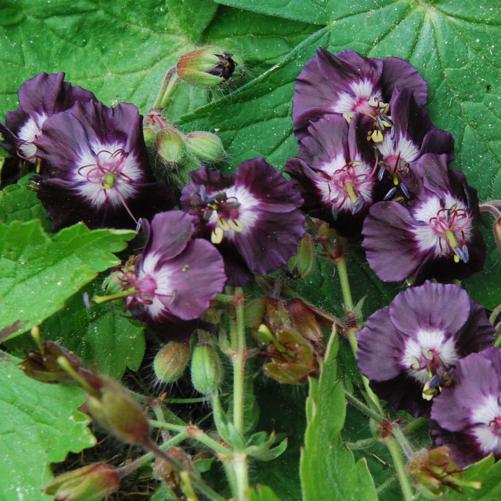 Geranium Phaeum2