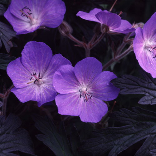 Geranium Purple Haze