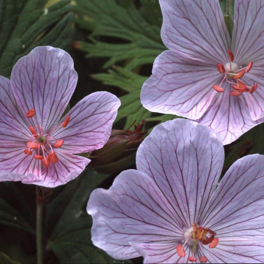 Geranium Pratense Rose Queen