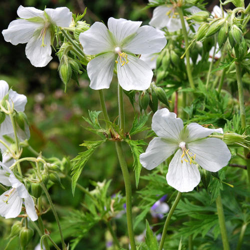 Geranium Snowflake