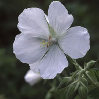 Geranium Snowflakes
