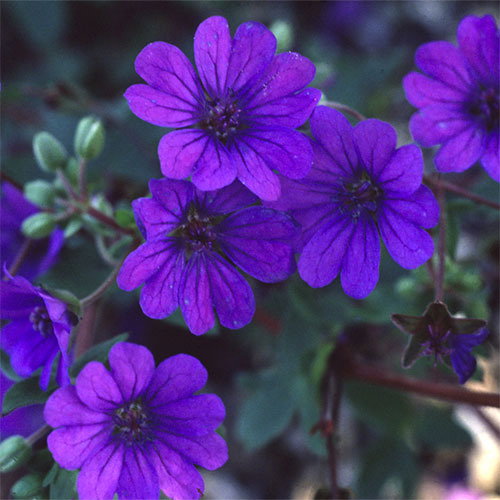 Geranium Pyrenaicum Bill Wallis