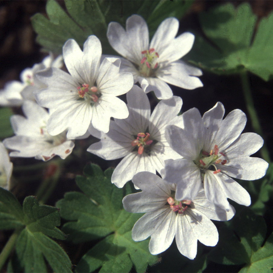 Geranium Pyrenaicum Summer Snow