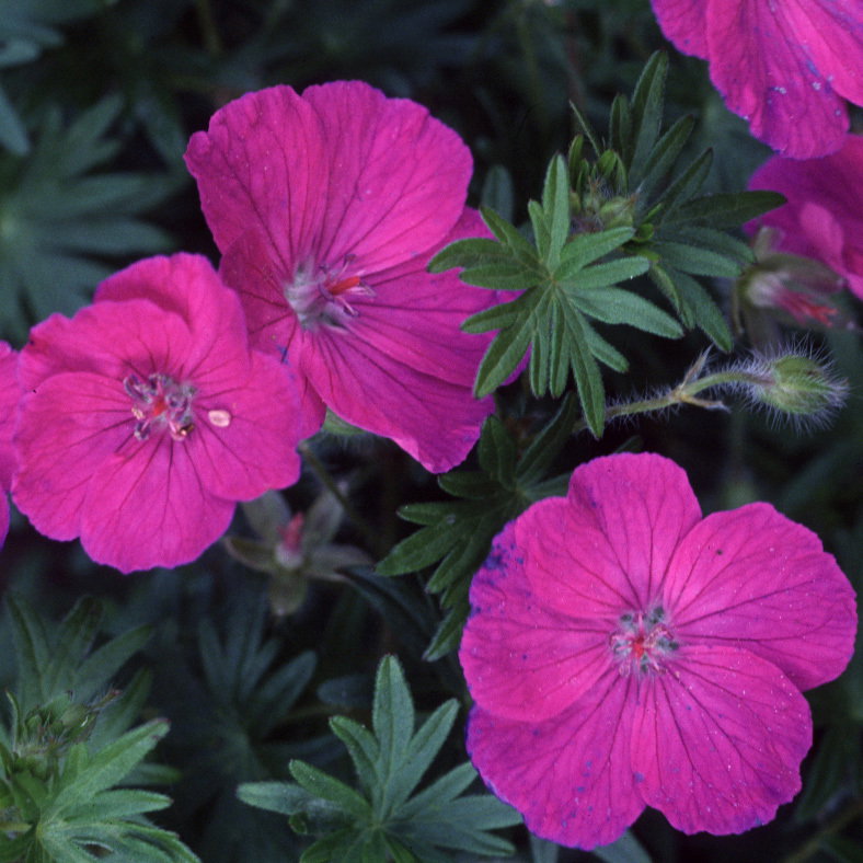 Geranium Sanguineum