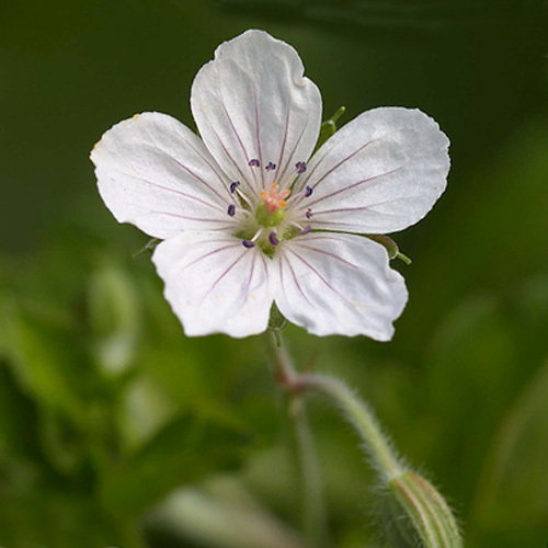 Sq Geranium Thunbergii Small