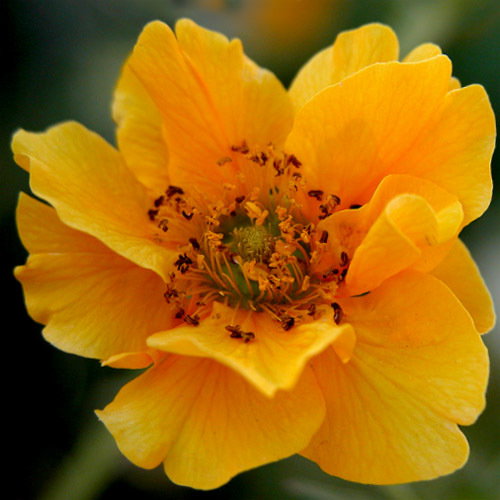 Geum Lady Stratheden