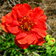 Geum Mrs Bradshaw