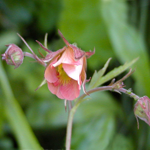 Geum Rivale