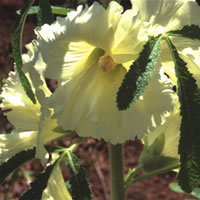 Alcea Ficifolia Yellow