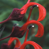 Lobelia Tupa