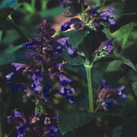 Nepeta Parnassica