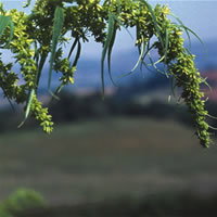 Datisca Cannabina