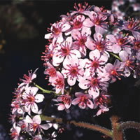 Peltiphyllum Peltatum