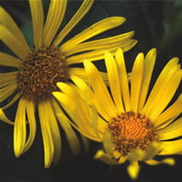 Telekia Speciosa