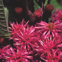 Vernonia Gigantea