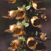 Digitalis Stewartii