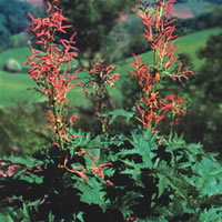 Rheum Palmatum Tanguticum