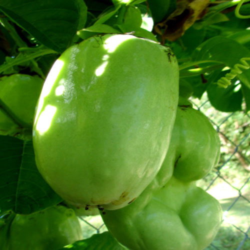 Granadilla