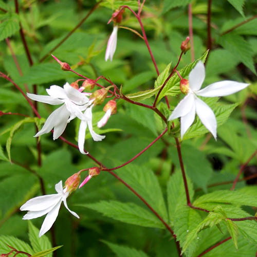 Gillenia Trifoliata
