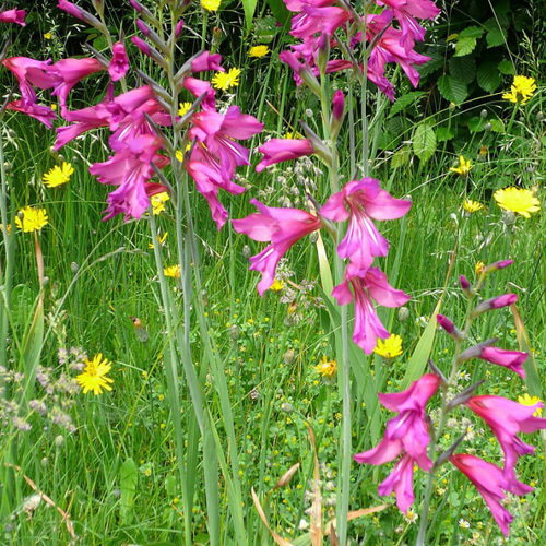 Gladiolus Byzantinus