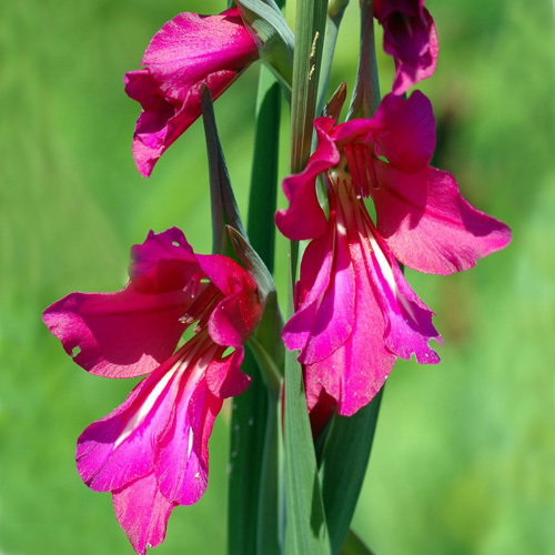 Gladiolus Communis Byzantinus2