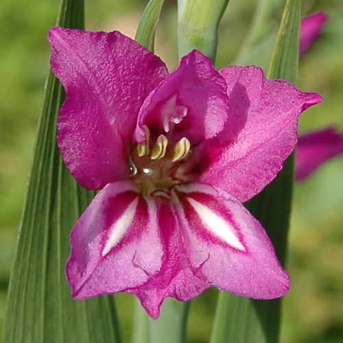 Gladiolus Imbricatus