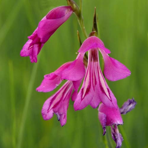 Gladiolus Palustris1