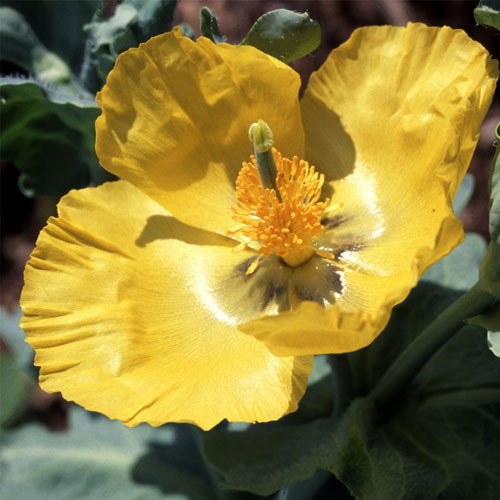 Glaucium Flavum