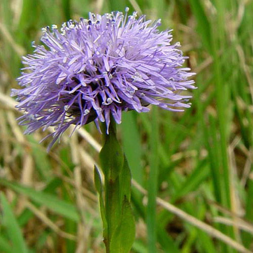 Globularia Bisnagarica