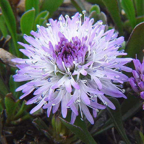 Globularia Cordifolia