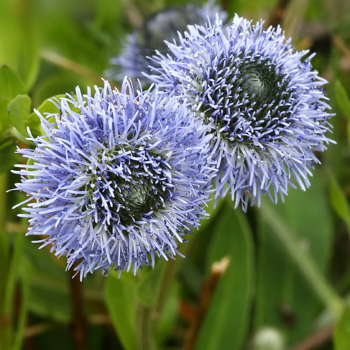 Globularia Punctata