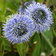 Globularia Punctata