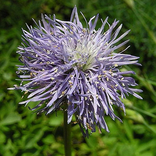 Globularia Trichosantha