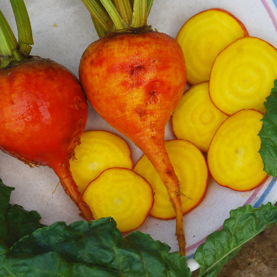 Beetroot Golden Beet Seeds | Beetroot Seeds | Plant World Seeds
